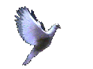 animated dove of peace
